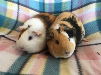 Rescue Guinea Pig Guinea Pigs for Adoption in San Diego, California - Milla ( Bonded To Lorena) | PetCurious